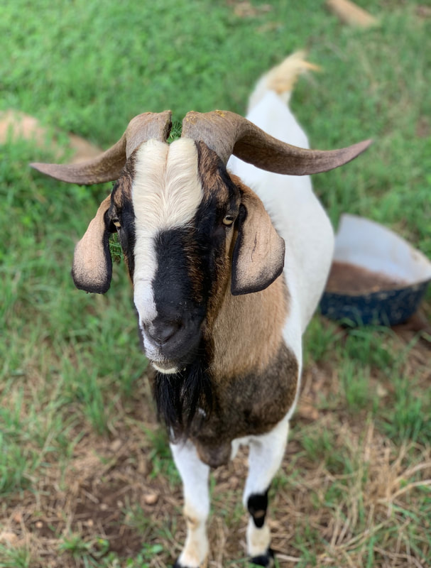 Goat