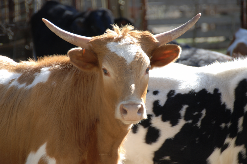 Longhorn Cow