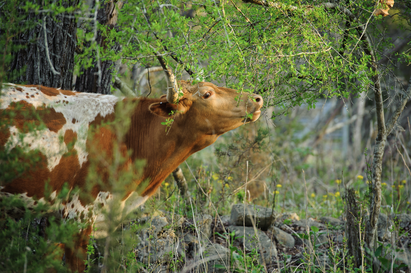 Longhorn Cow