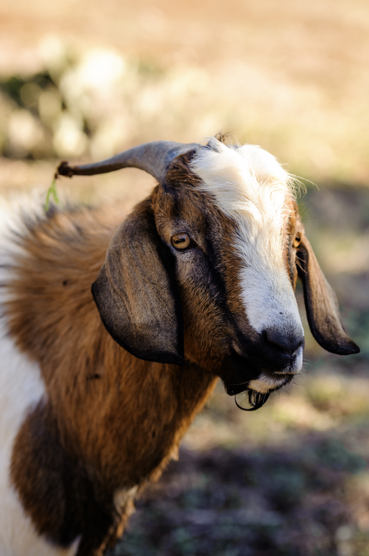 Goat
