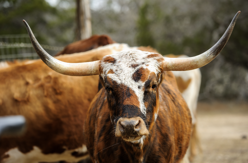 Longhorn Cow